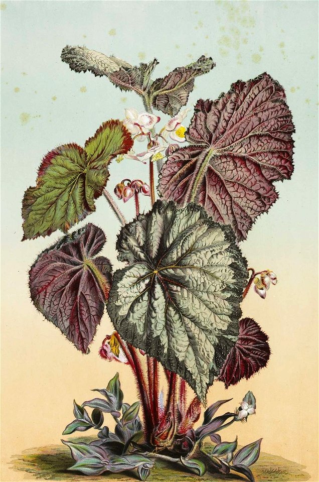 Begonia rex var. imperator by Adam Gatternicht