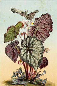Begonia rex var. imperator by Adam Gatternicht