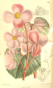 Begonia baumannii