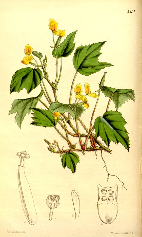Begonia prismatocarpa subsp. prismatocarpa