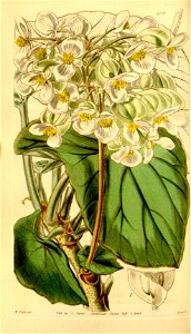 Begonia sunorchis