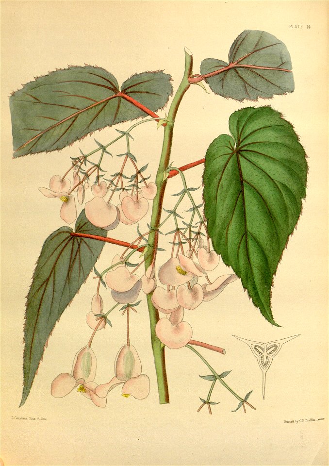 Begonia dipetala Paxton 14