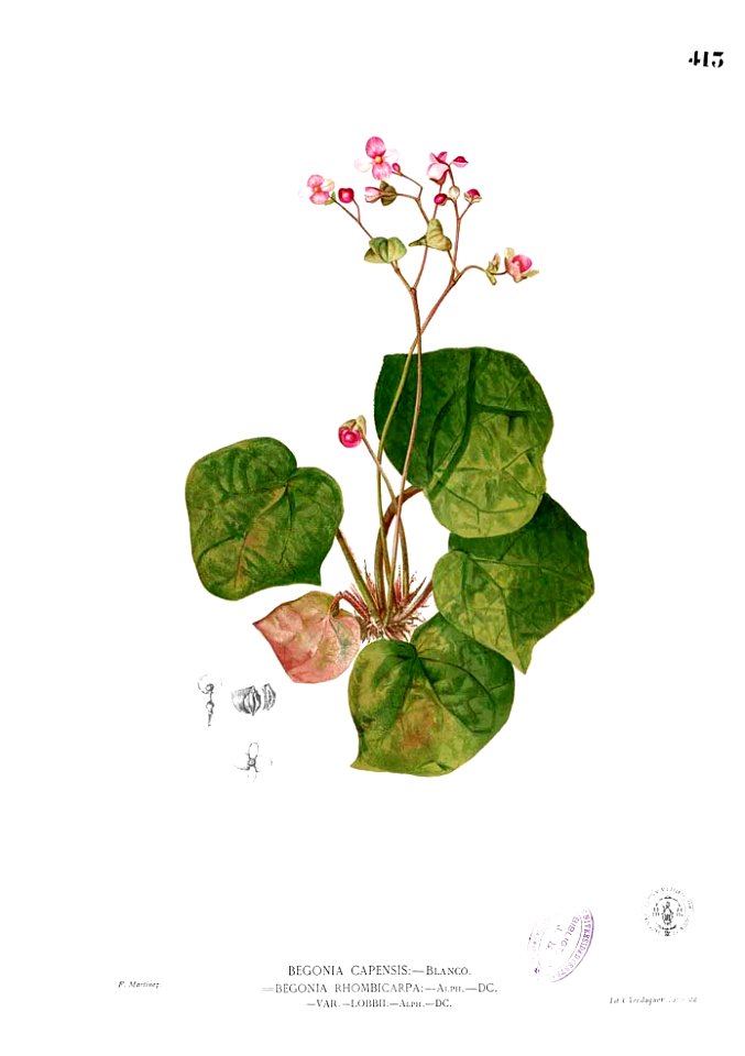 Begonia rhombicarpa Blanco2.413