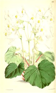Begonia geranioides. Free illustration for personal and commercial use.