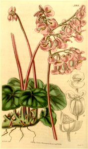 Begonia hydrocotylifolia