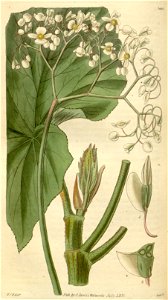 Begonia reniformis (longipes)