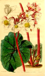 Begonia rubricaulis