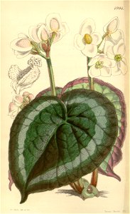 Begonia annulata