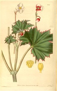 Begonia geraniifolia