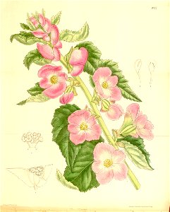 Begonia martiana grandiflora 136-8322