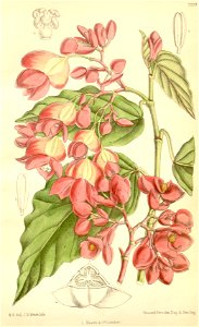 Begonia radicans