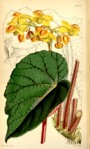 Begonia xanthina