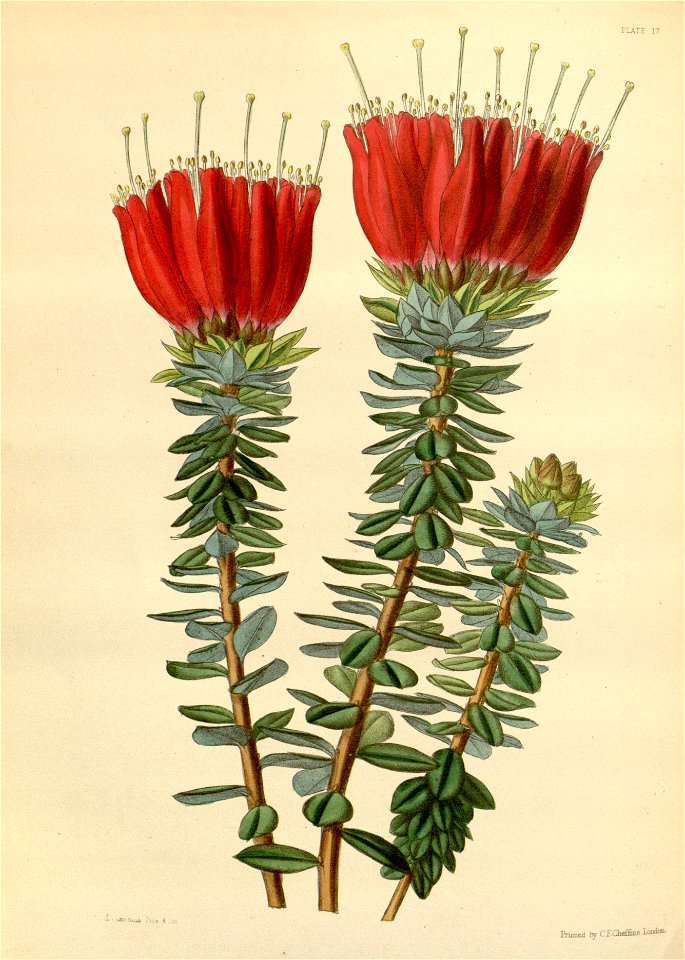 Bejaria aestuans Paxton 17