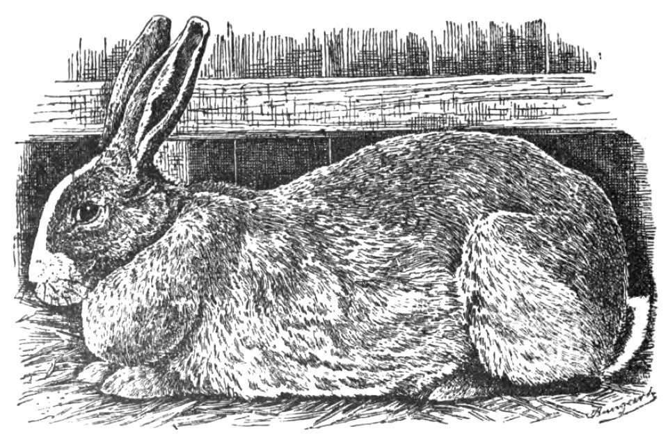 Belgisches Riesen-Kaninchen (Jean Bungartz, Kaninchenrassen, 1902, p022)