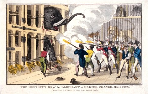 Belch, William - print; engraving - The Destruction of the Elephant destroyed at Exeter 'Change' - Google Art Project