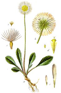 Bellidiastrum michelii Sturm8