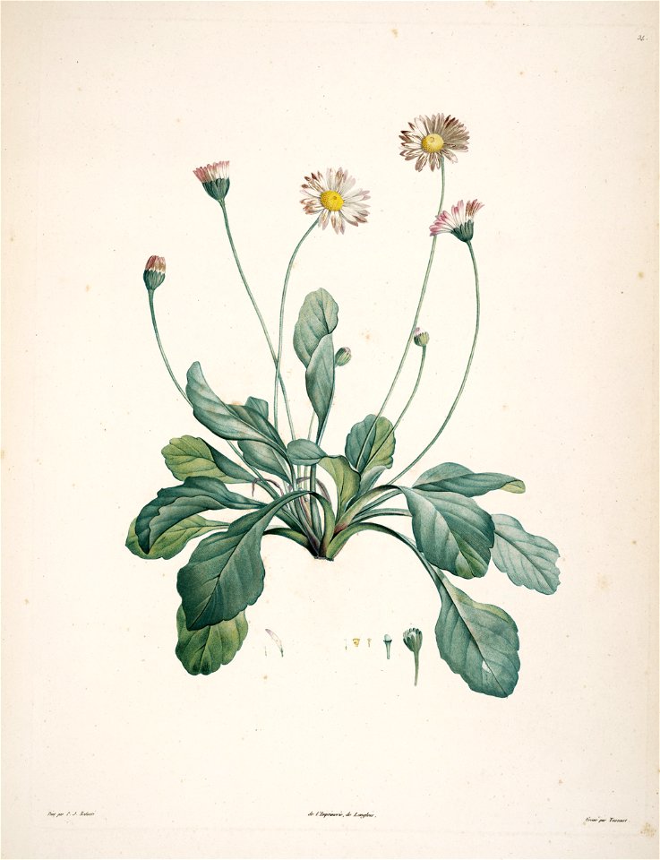 Bellis perennis - 001x