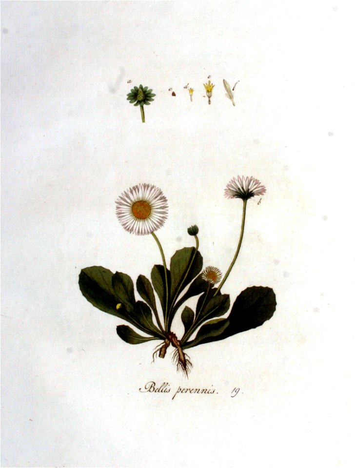 Bellis perennis — Flora Batava — Volume v1
