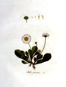 Bellis perennis — Flora Batava — Volume v1