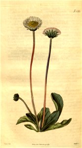 Bellis sylvestris - 001x