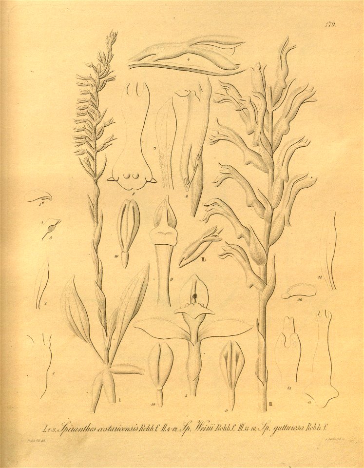 Beloglottis costaricensis (syn. Spiranthes costaricensis) - Xenia v. 2 (1874) tab. 179
