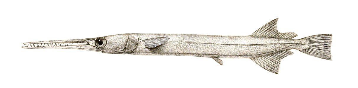 Belone cancila Griesbach 118