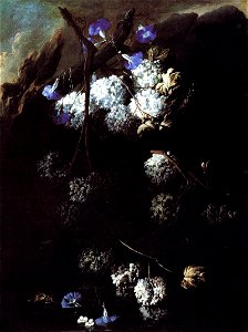 Belvedere, Abate Andrea - Flowers - c. 1680