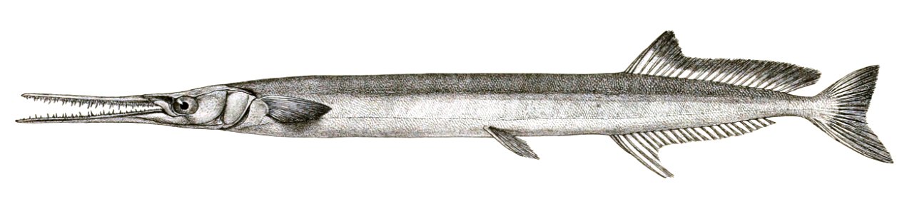 Belone annulata Mintern 120
