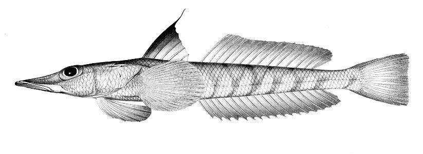 Bembrops filifera