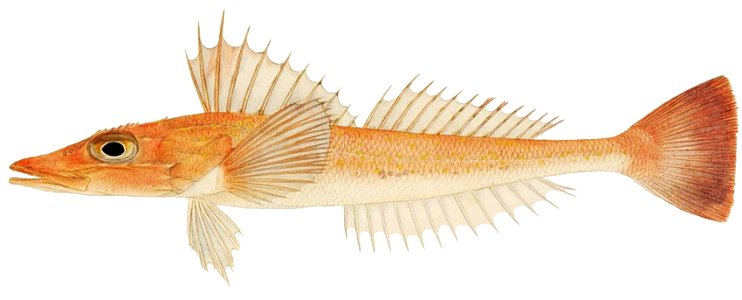 Bembras japonica