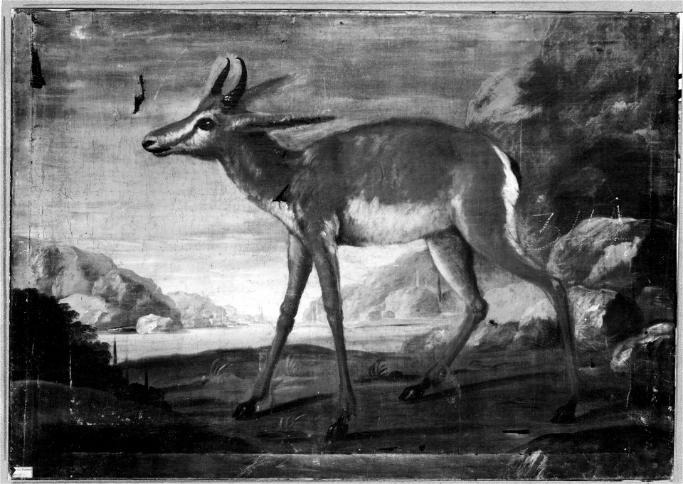 Bengalisk hjort (David Kock) - Nationalmuseum - 39236