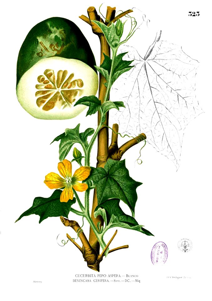 Benincasa hispida Blanco2.323