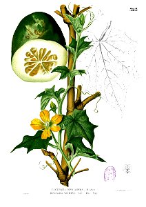 Benincasa hispida Blanco2.323