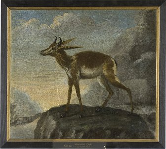Bengalisk hjort (David Kock) - Nationalmuseum - 14904