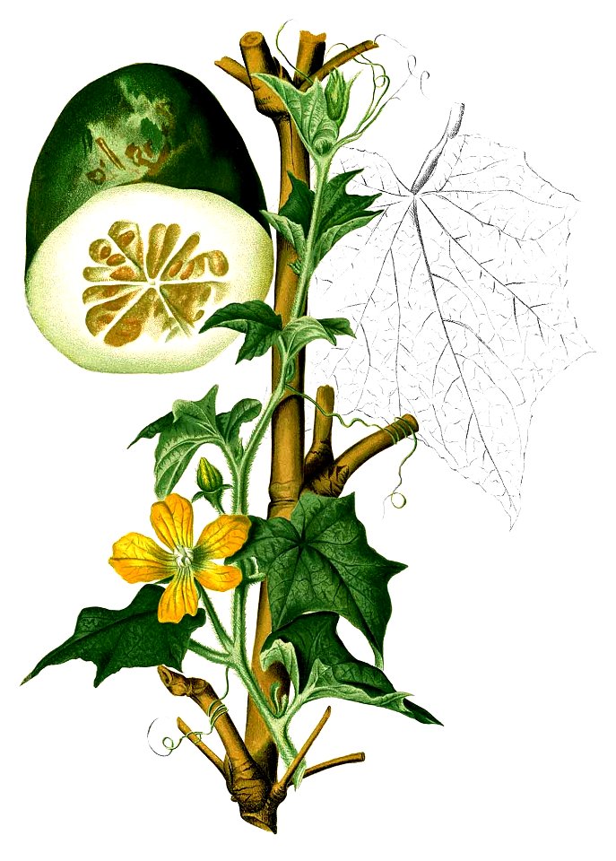 Benincasa hispida Blanco2.323-cropped