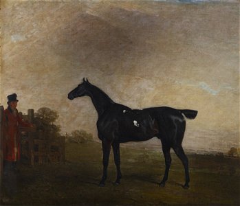 Benjamin Marshall (1768-1835) - A Black Horse - RCIN 400999 - Royal Collection