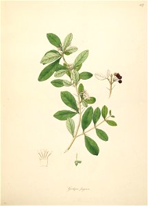 Benkara malabarica Roxburgh 1798 2-137