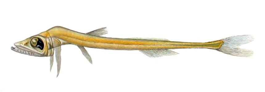 Benthalbella infans