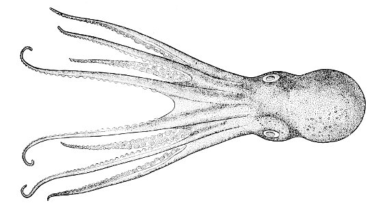 Benthoctopus piscatorum1
