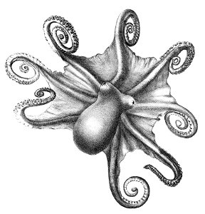 Benthoctopus levis1