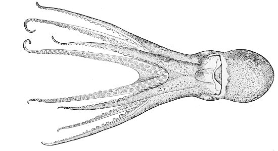 Benthoctopus piscatorum