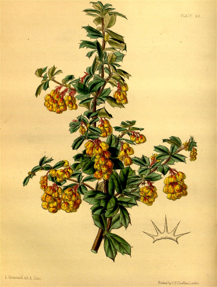 Berberis darwinii Paxton 046