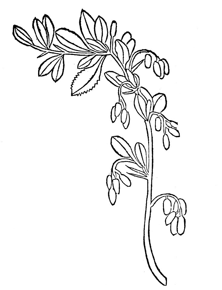 Berberis Gart