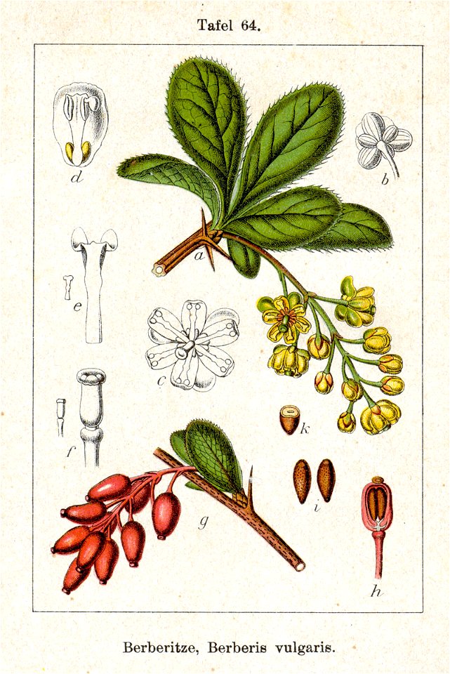 Berberis vulgaris Sturm05064
