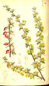 Berberis dictyophylla