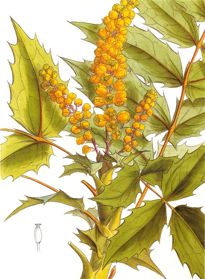 Berberis vulgaris RHS