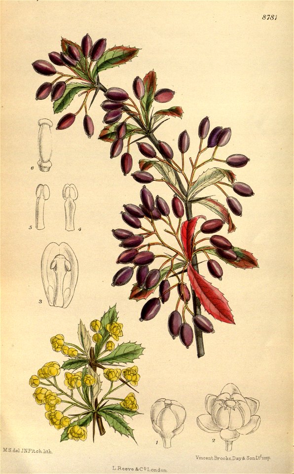 Berberis beaniana 144-8781