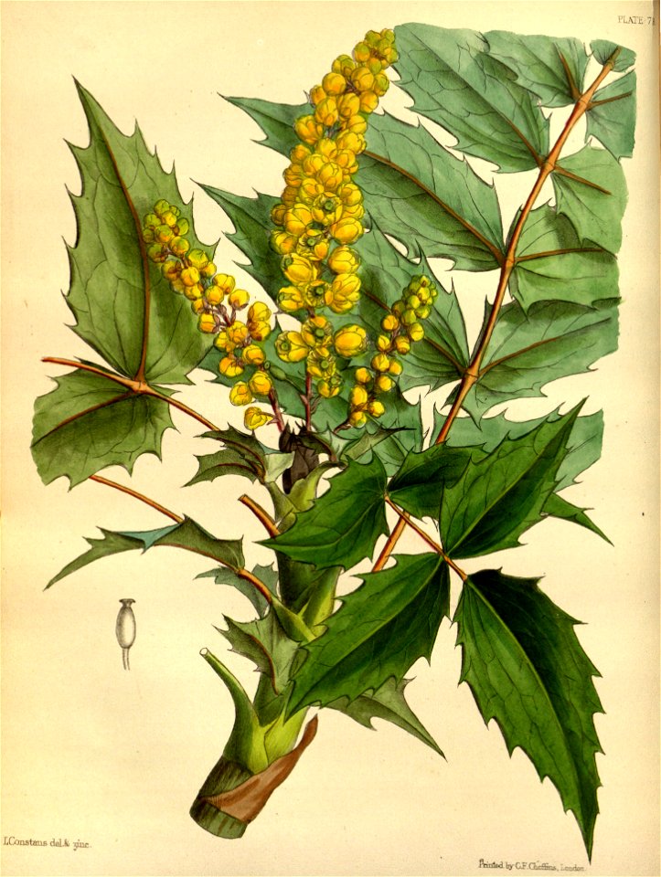 Berberis nepalensis Paxton 079
