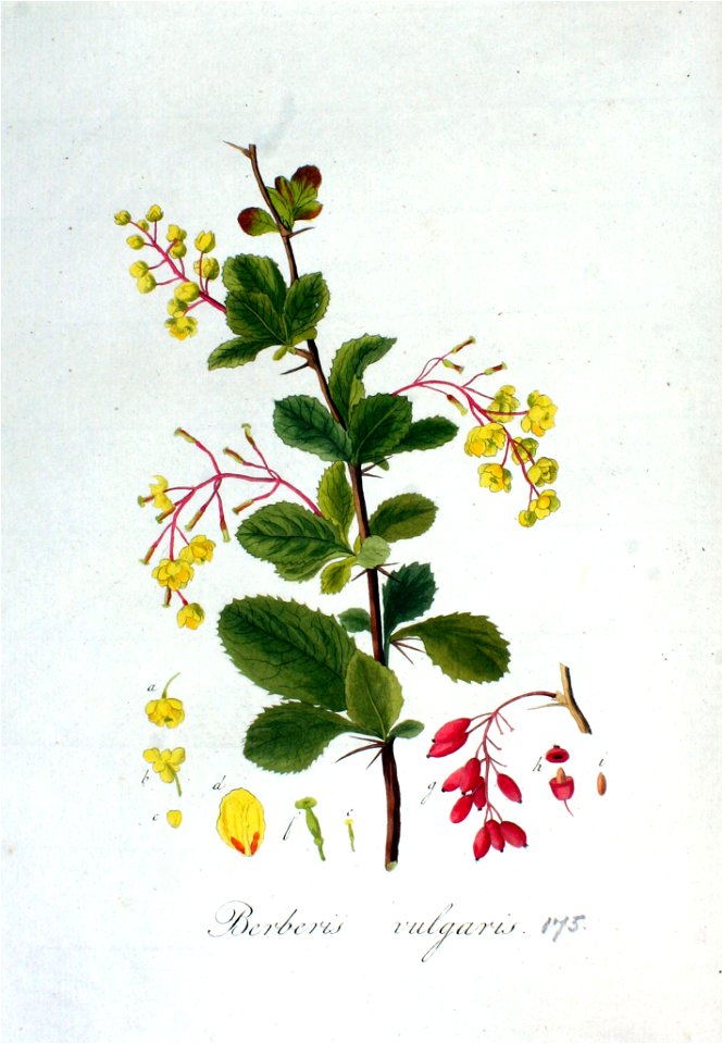 Berberis vulgaris — Flora Batava — Volume v3