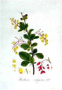 Berberis vulgaris — Flora Batava — Volume v3